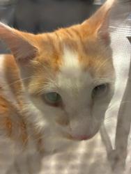 Shelter Stray Unknown Cat last seen Near BLOCK QUEBEC ST, 12155 Park Blvd, Brighton, CO 80601, USA