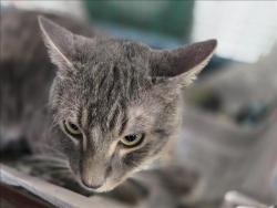 Shelter Stray Male Cat last seen , 3201 Lacy St, Los Angeles, CA 90031, USA