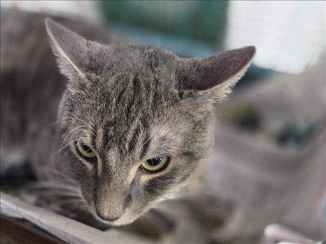 Shelter Stray Male Cat last seen , 3201 Lacy St, Los Angeles, CA 90031, USA