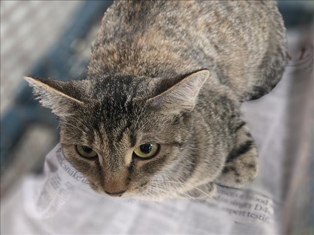 Shelter Stray Female Cat last seen , 3201 Lacy St, Los Angeles, CA 90031, USA