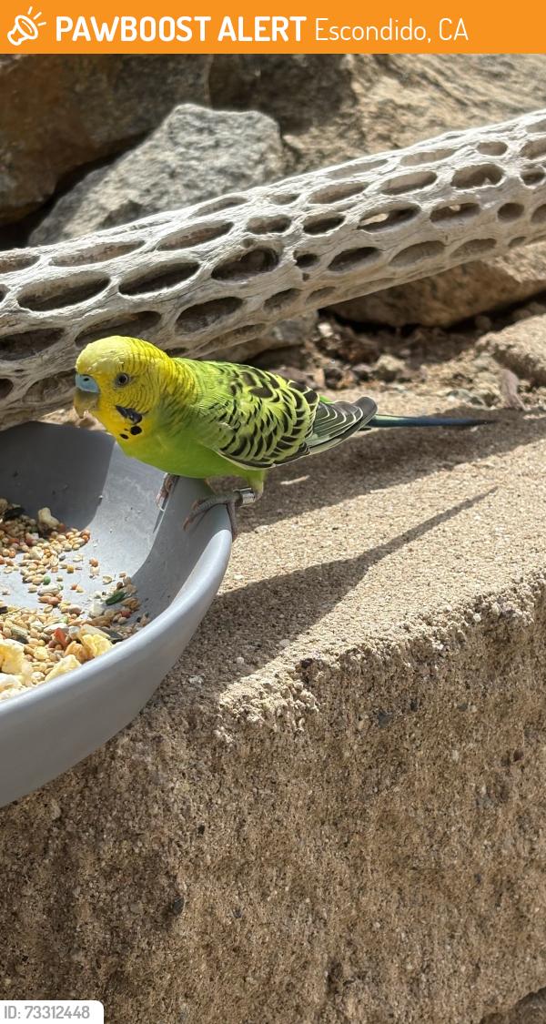 Found/Stray Male Bird last seen Country club lane/ stargaze/ in my backyard, Escondido, CA 92026