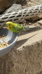 Found/Stray Male Bird last seen Country club lane/ stargaze/ in my backyard, Escondido, CA 92026