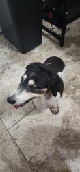 Found/Stray Unknown Dog last seen Parkland, Fort Pierce, FL 34982