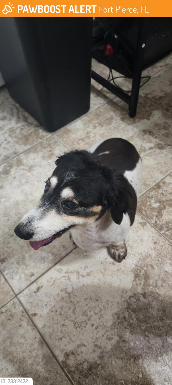 Found/Stray Unknown Dog last seen Parkland, Fort Pierce, FL 34982