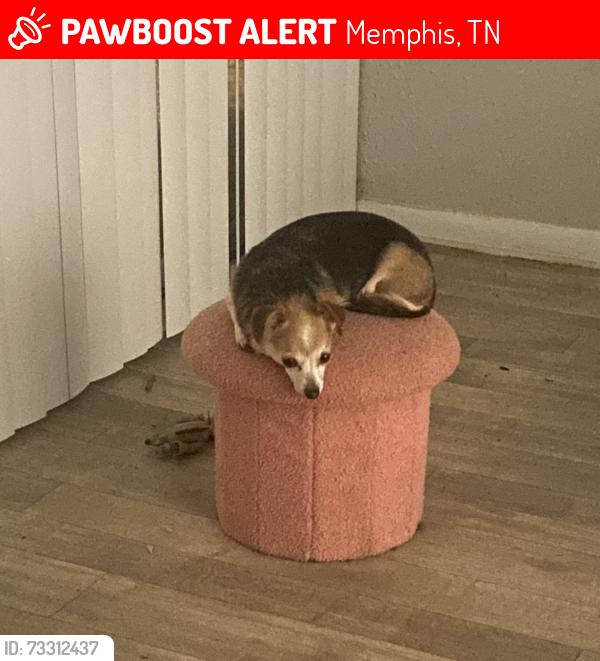 Lost Female Dog last seen Vernon Ave and Salem, Memphis, TN 38122