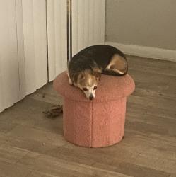 Lost Female Dog last seen Vernon Ave and Salem, Memphis, TN 38122