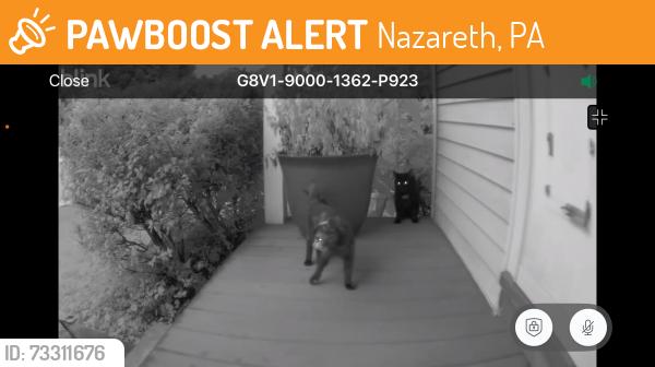 Found/Stray Unknown Cat last seen Monravian hall square, Nazareth, PA 18064