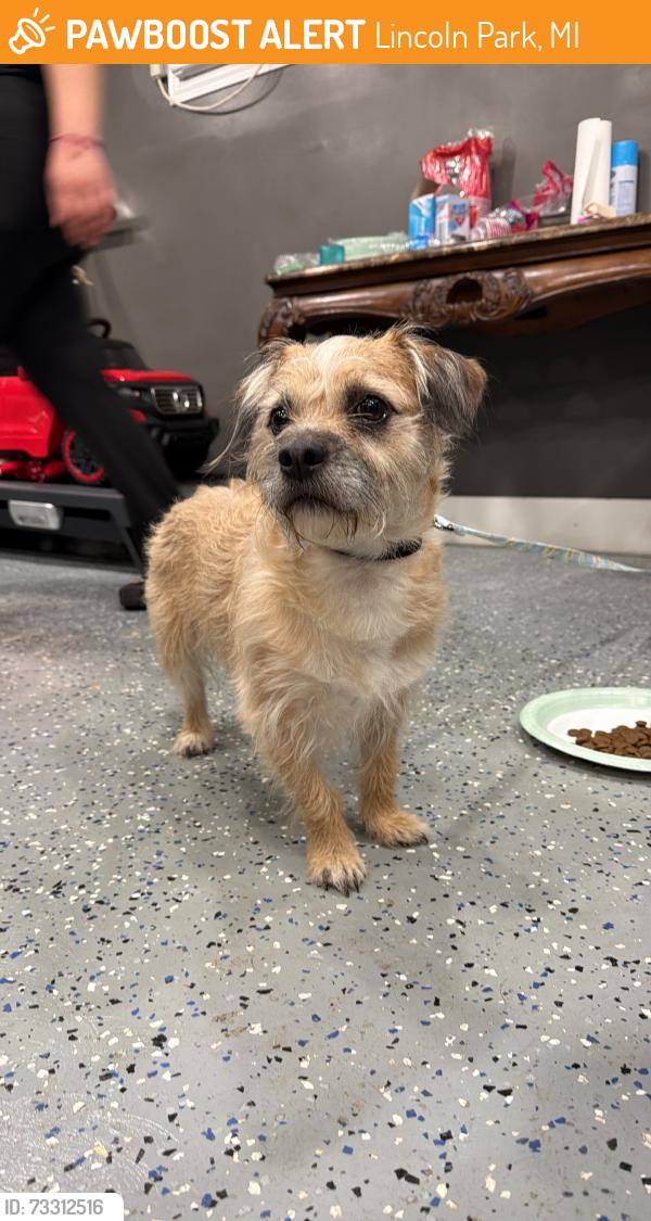 Found/Stray Male Dog last seen Capitol & Abbott, Lincoln Park, MI 48146