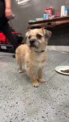 Found/Stray Male Dog last seen Capitol & Abbott, Lincoln Park, MI 48146