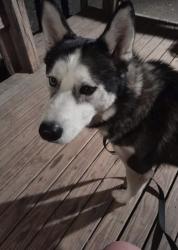 Reunited Male Dog last seen Airport on 64, Tyler, TX 75704