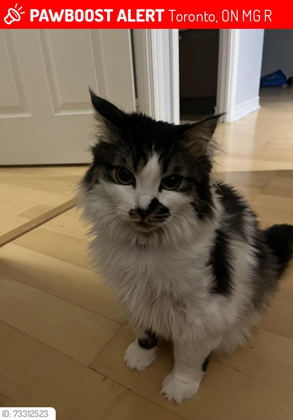 Lost Female Cat last seen Bay and College, Toronto, ON M5G 2R3