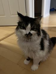 Lost Female Cat last seen Bay and College, Toronto, ON M5G 2R3