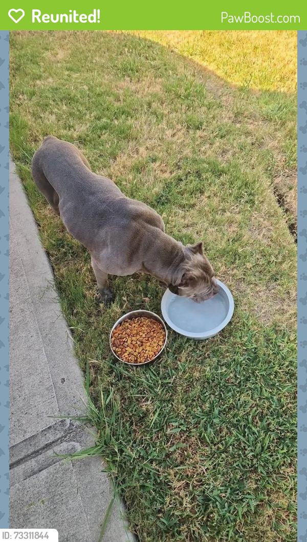 Reunited Female Dog last seen Princeton, Princeton, TX 75407