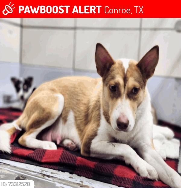 Lost Female Dog last seen Conroe Porter Rd, Conroe, TX 77302