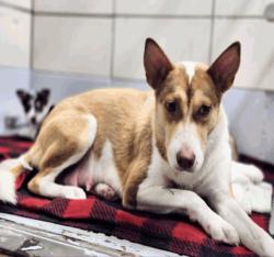 Lost Female Dog last seen Conroe Porter Rd, Conroe, TX 77302