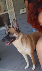 Reunited Female Dog last seen Hardings, Niles, MI 49120