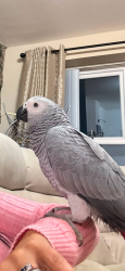 Lost Female Bird last seen Antrim, Dunadry, Northern Ireland BT41 4QF