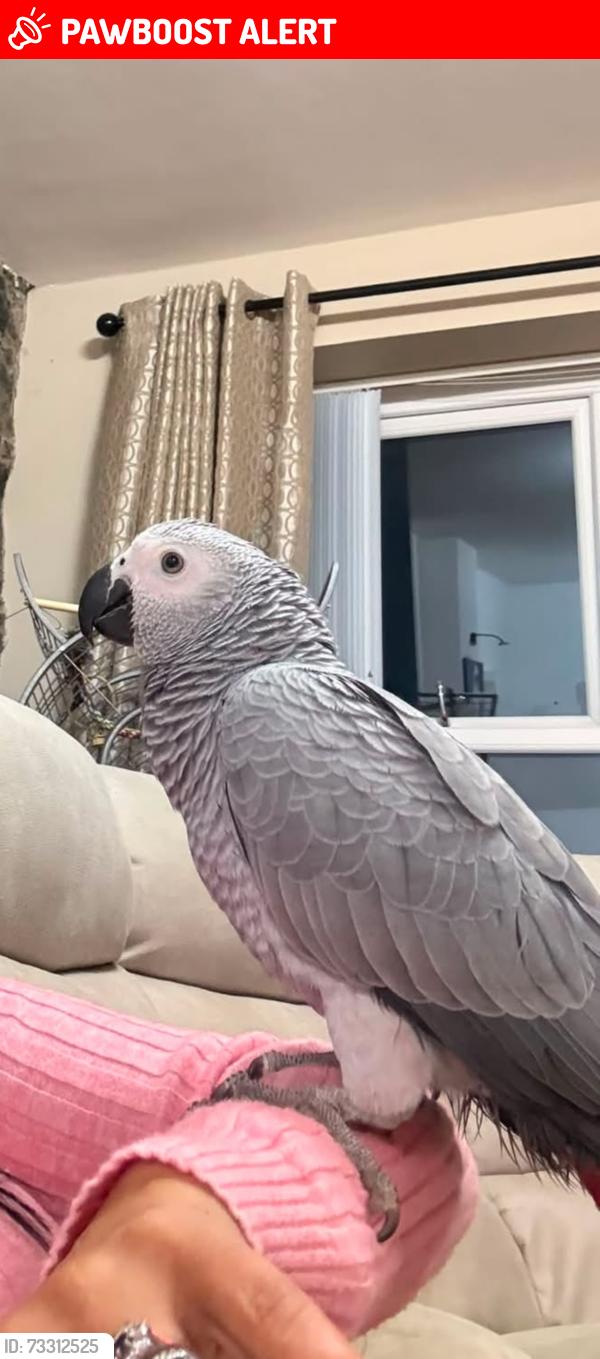 Lost Female Bird last seen Antrim, Dunadry, Northern Ireland BT41 4QF