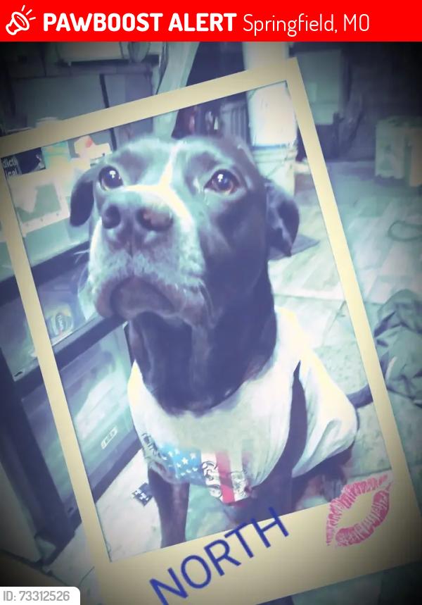 Lost Male Dog last seen Chestnut exp., Springfield, MO 65802