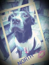 Lost Male Dog last seen Chestnut exp., Springfield, MO 65802