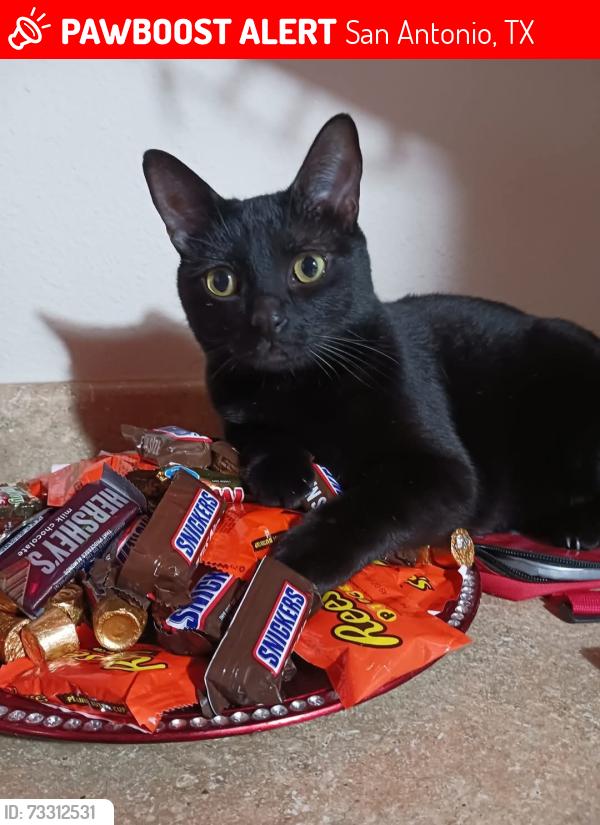 Lost Male Cat last seen Springtime apmts, San Antonio, TX 78249