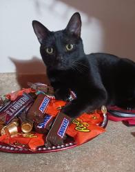 Lost Male Cat last seen Springtime apmts, San Antonio, TX 78249
