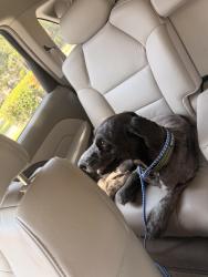 Found/Stray Male Dog last seen Atascocita place drive, Atascocita, TX 77346