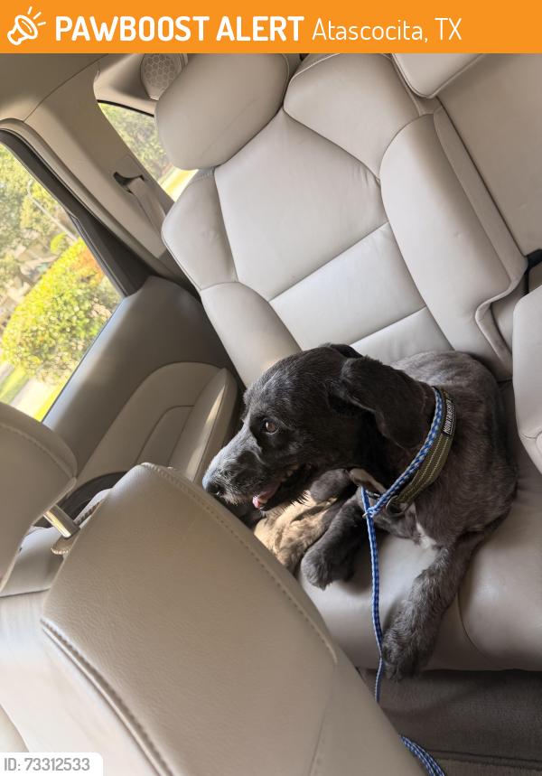 Found/Stray Male Dog last seen Atascocita place drive, Atascocita, TX 77346