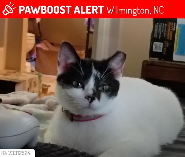 Lost Female Cat last seen Nettle's circle, Lord Byron, Wilmington, NC 28405