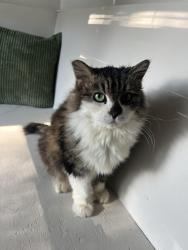 Lost Female Cat last seen near Boise Co Op, Boise, ID 83702