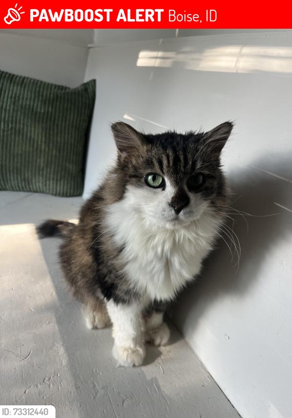 Lost Female Cat last seen near Boise Co Op, Boise, ID 83702