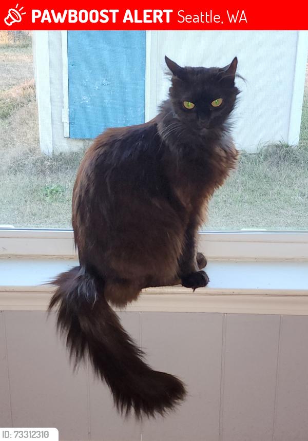 Lost Female Cat last seen By or in the condmnium complex, Seattle, WA 98102