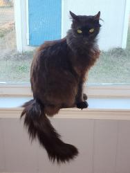 Lost Female Cat last seen By or in the condmnium complex, Seattle, WA 98102