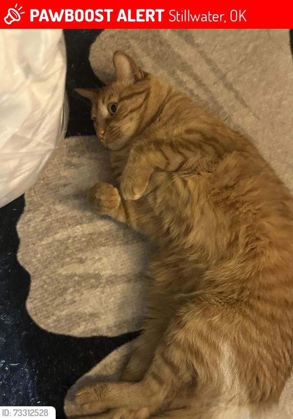 Lost Male Cat last seen Maple and Duncan, Stillwater, OK 74074