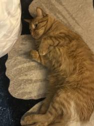 Lost Male Cat last seen Maple and Duncan, Stillwater, OK 74074