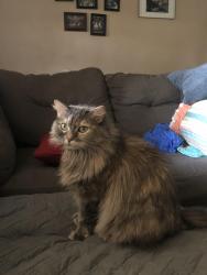 Reunited Female Cat last seen 31st and H street, San Bernardino, San Bernardino, CA 92405