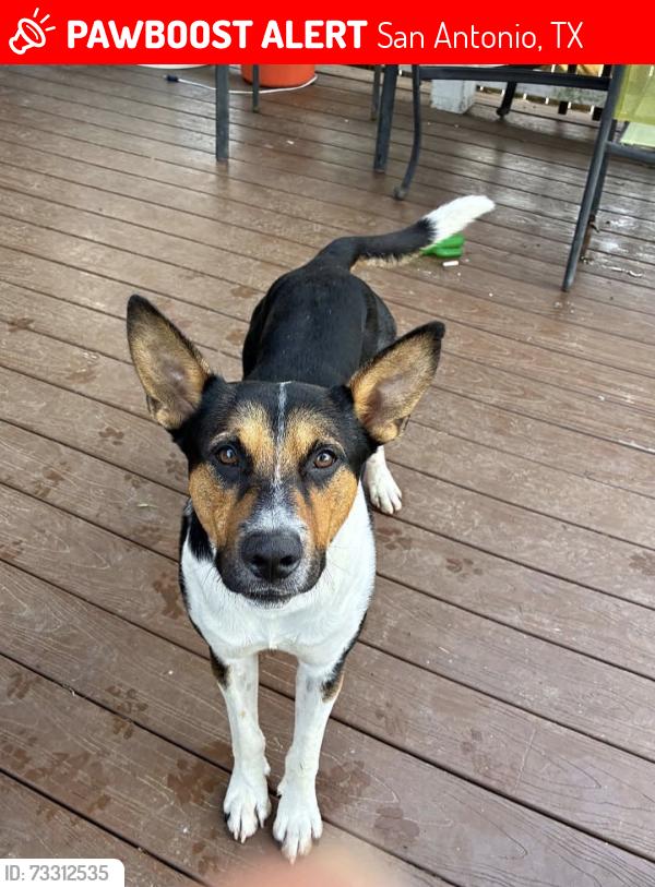 Lost Male Dog last seen Near, San Antonio, TX 78260