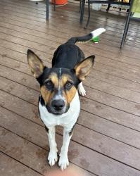 Lost Male Dog last seen Near, San Antonio, TX 78260