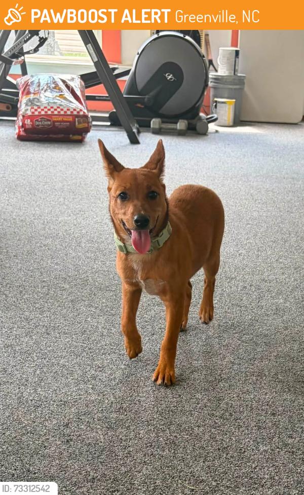 Found/Stray Female Dog last seen VOA Site C Road, Cottondale Road, Hwy 43, Greenville, NC 27834