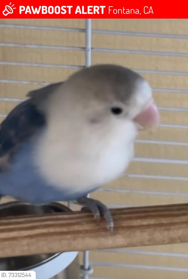 Lost Female Bird last seen Locust and Hawthorn, Fontana, CA 92376