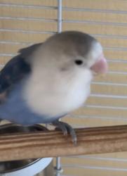 Lost Female Bird last seen Locust and Hawthorn, Fontana, CA 92376