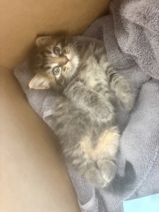 Shelter Stray Male Cat last seen Near E Ponce de Leon Ave, 30021, GA, 3280 Chamblee Dunwoody Rd, Chamblee, GA 30341, USA