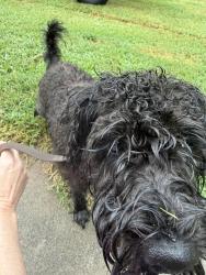 Reunited Male Dog last seen Wild Cherry Ln and Juniper Dr, Davidson County, NC 27292