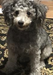 Lost Female Dog last seen Ethel st, Lufkin, TX 75901