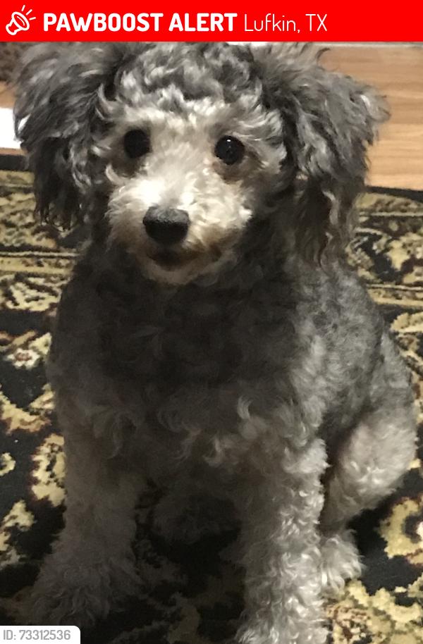 Lost Female Dog last seen Ethel st, Lufkin, TX 75901