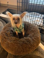Reunited Male Dog last seen Eastwood and Longspur, Reynoldsburg, OH 43068