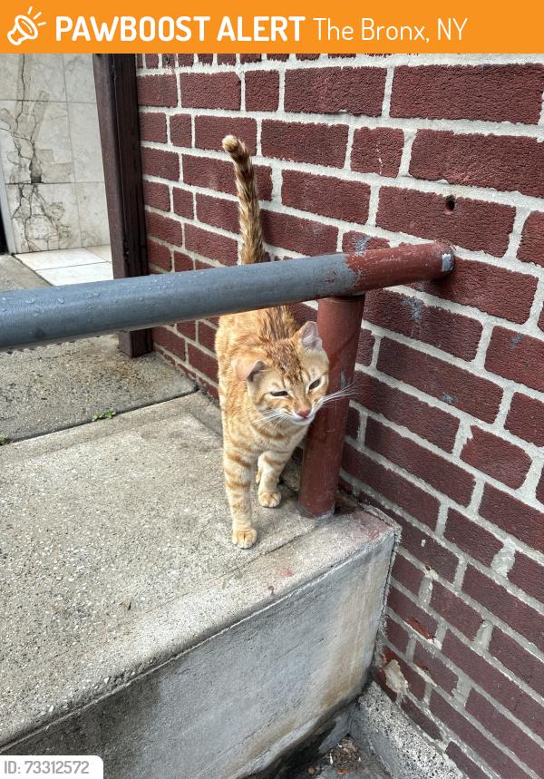 Found/Stray Male Cat last seen University Ave, near Bronx Community College, The Bronx, NY 10453