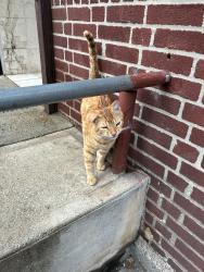 Found/Stray Male Cat last seen University Ave, near Bronx Community College, The Bronx, NY 10453