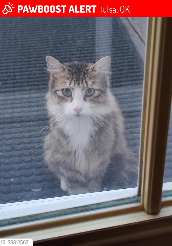 Lost Male Cat last seen Rockford and Troost, Tulsa, OK 74105