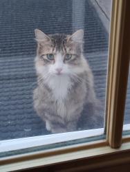 Lost Male Cat last seen Rockford and Troost, Tulsa, OK 74105